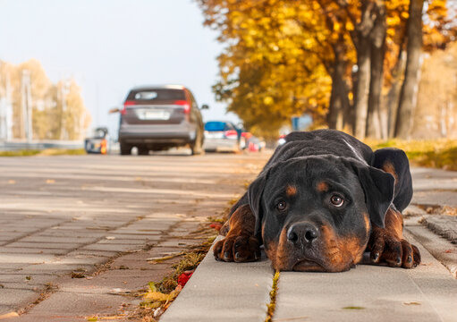rottweiler abandonned in summer