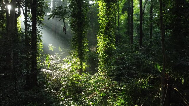 A drone advances to capture cinematic footage as sunlight penetrates a dense tropical forest, creating a peaceful and magical natural setting. Cifor, a research forest at IPB University, Bogor.