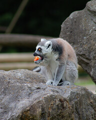 Fototapeta premium Ring-tailed lemur sitting on a rock while eating a piece of fruit in a natural zoo environment