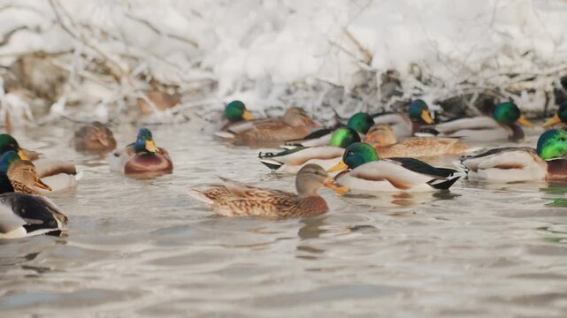 Winter river filled with mallard ducks gathering near icy reeds, drakes with iridescent green heads and mottled hens paddle through gentle ripples under overcast sky, feeding and social interaction,