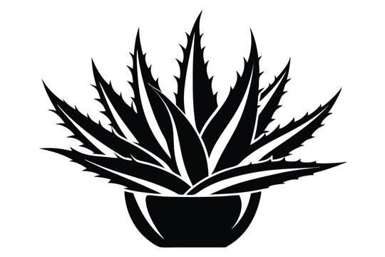 Aloe Vera Plant"-Bilder: Stock-Fotos & -Videos. | Adobe Stock