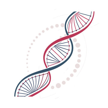 DNA double helix structure, genetic spiral, molecular model, biology icon