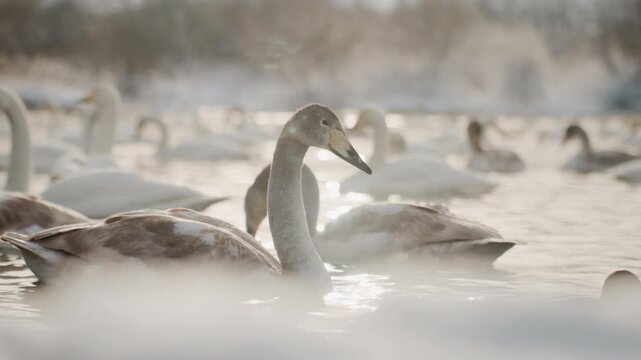 Swan couple forms heart. Quiet lake with loving swans. Gentle pair of swans create heartfelt scene. Calm misty lake highlights loving pair of swans with their cygnets and warm glow