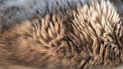 Fototapeta premium Close-up of beige and brown cat fur texture as a soft natural background