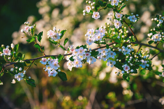Delicate white hawthorn blossoms unfurl on a branch in soft golden hour light