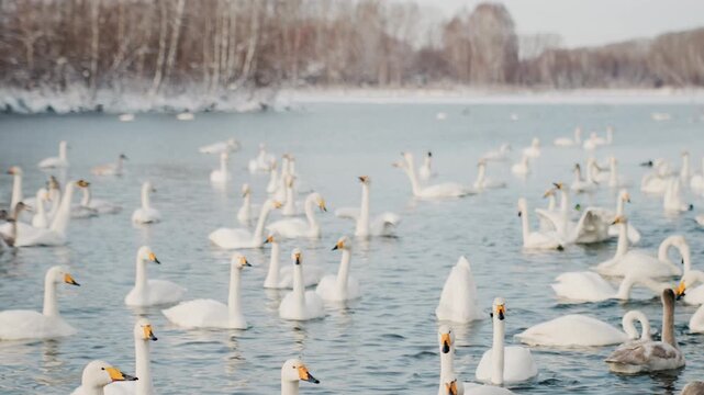 Swans gather peacefully. White birds congregate on lake. Cluster of swans resting at winter lakeside scene. Numerous white swans and young cygnets migrating near shoreline during winter daylight