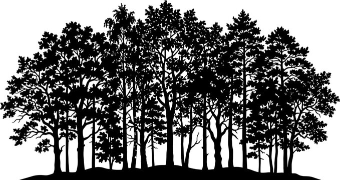 Mixed timber trees form a dense forest