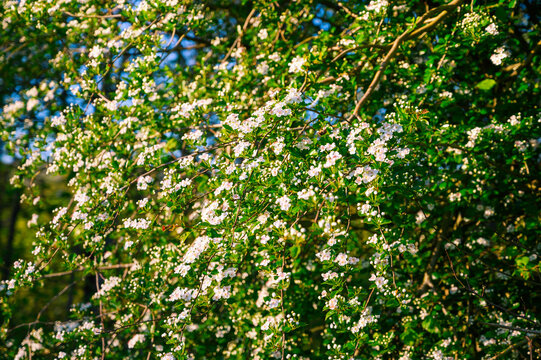Abundant white blossoms cover a thorny tree branch in bright sunlight