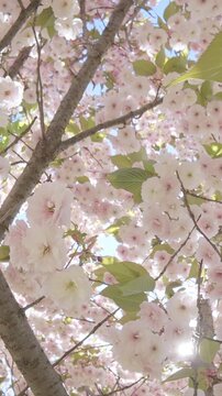 Vertical footage, Close-up of fly downward between white flowers within Sakura, cherry blossom, backlit, POV video. White-pink, double flowers of Japanese cherry tree (Prunus serrulata Alba)