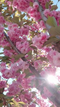 Vertical footage, View from below of Sakura, cherry blossom covered in pink flowers against blue sky, backlit by sun, close-up, panorama. Pink, double flowers of Japanese cherry tree, Prunus serrulata