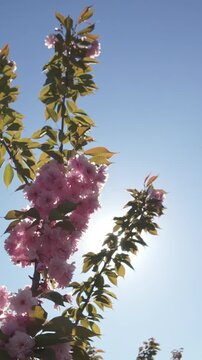 Vertical footage, Moves down from top of crown of Sakura, cherry blossom tree covered in pink flowers, against blue sky, movement between branches, bottom-up view, backlit by sun with lens flare
