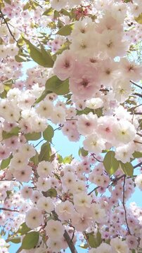 Vertical footage, White-pink flowers on cherry blossom swirl overhead against a blue sky on a bright spring sunny day, backlit by the sun, close-up