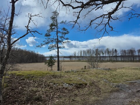 Quiet spring morning by the river with dry phragmites and leafless trees. Nature awakening