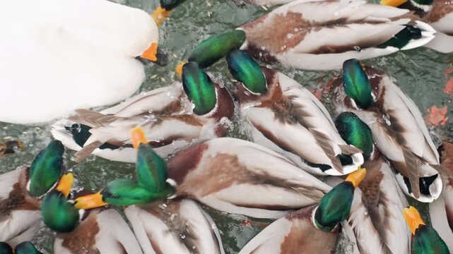 Birds scramble feeding. Waterfowl jostle for food. Busy urban pond with birds chasing crumbs and splashing around. Lively scene of waterfowl competing for food at bustling city pond