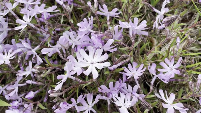 Close-up of lilac phlox flowers swaying in the wind, selective focus