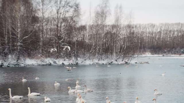 Distant swans on snowy lake shore, wide calm waters dotted with small bird groups, bare birch trees dusted with snow, soft overcast light and minimalist winter landscape captured in expansive frame