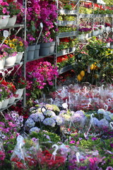 Fototapeta premium Flower Fair in the Park