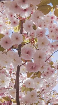 Vertical footage, Flying upwards inside the Japan cherry tree, her white-pink flowers sway in the wind against the blue sky on a sunny day, backlit by the sun, bottom-top view