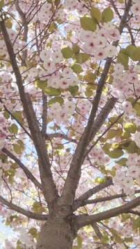 Vertical footage, Bottom-top view on Cherry blossom with white-pink flowers against a blue sky on a sunny day background, circular motion