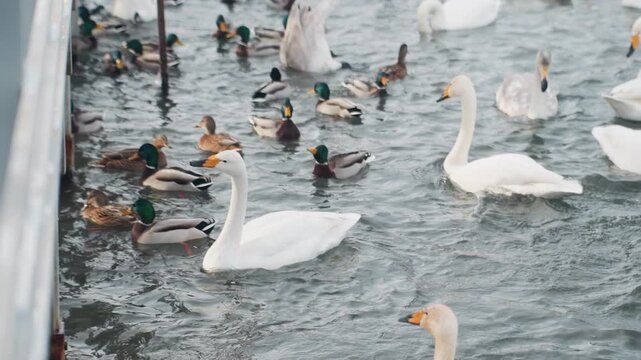 Crowded waterside with swans and ducks, close camera perspective near railing, churning water, mixed species jostling for food, energetic paddling, lively urban wildlife interaction, chilly atmosphere