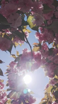 Vertical footage, Flying backwards inside the Japan cherry tree, her pink flowers sway in the wind against the blue sky on a sunny day, backlit by the sun with sun glare on the lens, bottom-top view