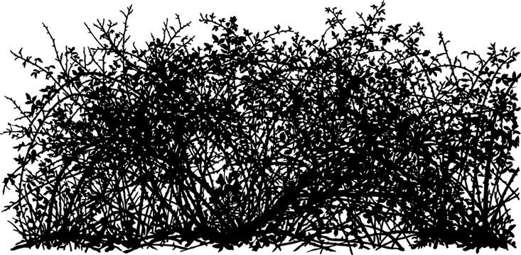 Wild thorny thicket silhouette with tangled branches and small leaves