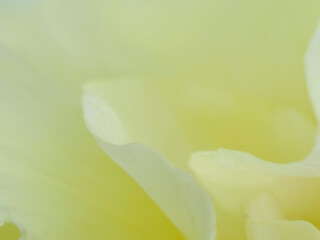 Fototapeta premium 牡丹の花びらの幻想的なマクロ撮影写真