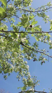 Vertical footage, Bottom-up view on blossoming Hawthorn tree covered with white flowers and last year's berries against a blue sky background in sunny day, panning