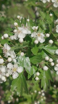 Vertical footage, Close-up view of a branch of a blossoming Hawthorn tree covered with white flowers and buds against a green background