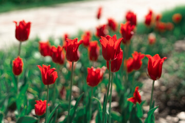 Obraz premium Flowering red tulip field with green foliage in bright daylight