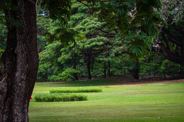 Fototapeta premium Green meadow grass with tropical tree forest in city public park