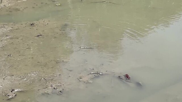 Mudskippers are walking on water, at the mangrove forest. Horizontal video