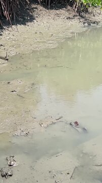 Mudskippers are walking on water, at the mangrove forest. Vertical video