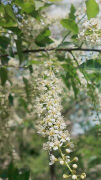 Vertical footage, Close-up of branche covered with white flowers and buds on a blooming Chokecherry tree swaying in the wind 