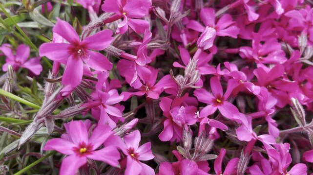 Macro view of bright magenta phlox petals with morning dew