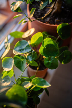 Closeup of Pilea peperomioides houseplant in clay pot on windowsill, soft focus. Chinese money plant in sunlight. Spring, green hobby.