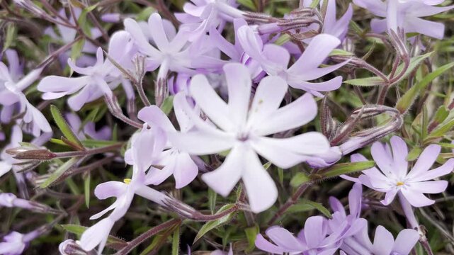Close - up of lilac phlox flowers swaying in the wind, selective focus
