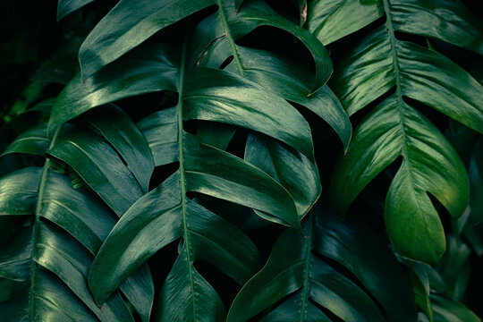 Dark green Tropical leaves with beautiful layers, Moody Monstera foliage pattern with deep teal tones.