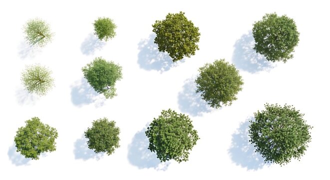 Overhead view of various green trees casting shadows on a clean white background
