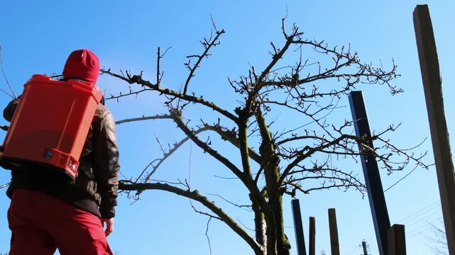 Worker spraying pesticide on a backyard for pest control, close-up, handles orchard. Gardening care work season. Early spring treatment of fruit trees, fungicide. Protecting the garden from diseases.