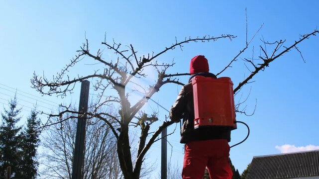 Worker spraying pesticide on a backyard for pest control, close-up, handles orchard. Gardening care work season. Early spring treatment of fruit trees, fungicide. Protecting the garden from diseases.