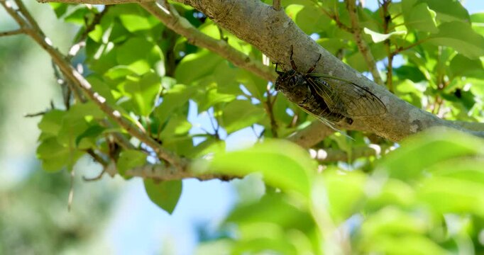 蝉(クマゼミ)が鳴いている4K動画、集音マイクで収録