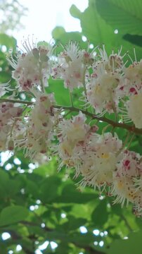 Vertical footage, Details of inflorescence of small flowers on a blooming Horse Chestnut tree swaying in the wind