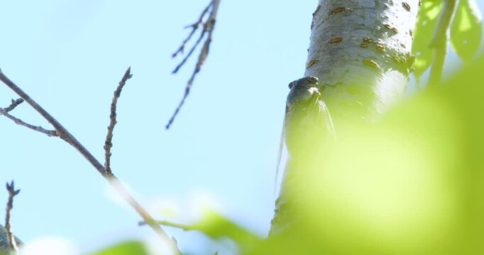 蝉(クマゼミ)が鳴いている4K動画、集音マイクで収録