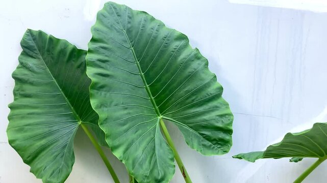 large green elephant ear leaves against a white wall background