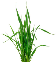 Fototapeta premium Green Grass Bunch Isolated on White Background