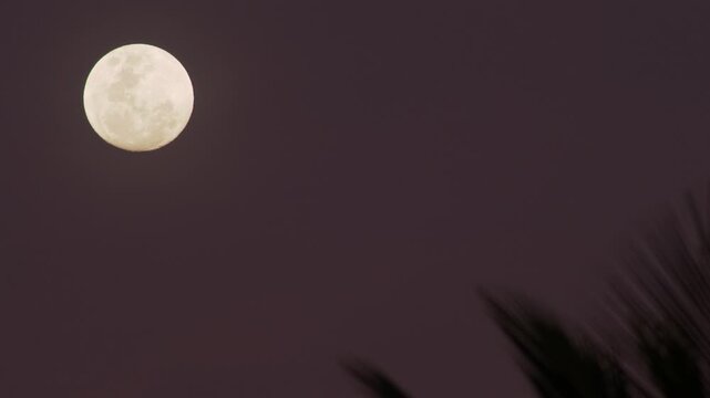 Full Moon with Palm Leaf Silhouette in Tropical Night Sky