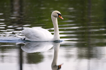 Fototapeta premium white swan swimming peacefully on calm water with a beautiful reflection, symbolizing nature, elegance and tranquility.