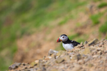 Obraz premium Wild Atlantic Puffin on Cliff Edge