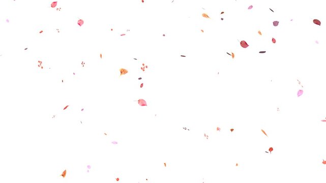 Cherry petals falling overlay with sakura petals falling 4K, pink petals animation white background, autumn leaves flutter down fall season and orange leaves falling
